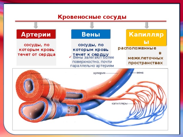 Клапан —, образованная складками его внутренней оболочки, обеспечивает однонаправленный ток крови за счет перекрывания венозных и артериальных проходов Кровеносные сосуды Капилляры Вены Артерии сосуды, расположенные в межклеточных пространствах сосуды, по которым кровь течет от сердца сосуды, по которым кровь течет к сердцу Вены залегают более поверхностно, почти параллельно артериям  