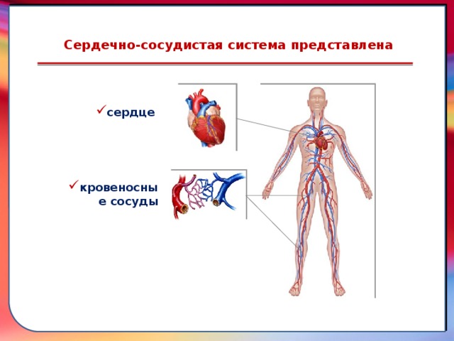 Сердечно-сосудистая система представлена сердце кровеносные сосуды  