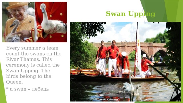 Swan Upping Every summer a team count the swans on the River Thames. This ceremony is called the Swan Upping. The birds belong to the Queen. * a swan – лебедь . 