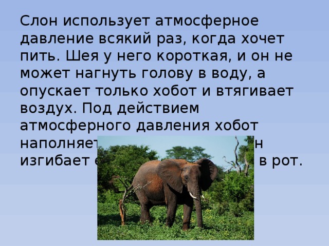 Слон использует атмосферное давление всякий раз, когда хочет пить. Шея у него короткая, и он не может нагнуть голову в воду, а опускает только хобот и втягивает воздух. Под действием атмосферного давления хобот наполняется водой, тогда слон изгибает его и выливает воду в рот. 