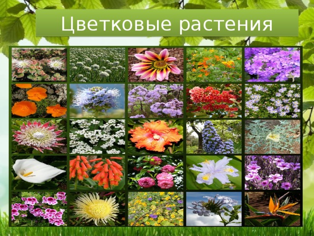Цветковые растения 