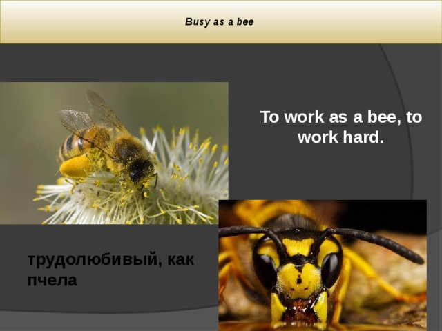 Bee перевод на русский. Трудолюбивая как пчела. As busy as a Bee идиома. Be as busy as a Bee. Busy like a Bee.