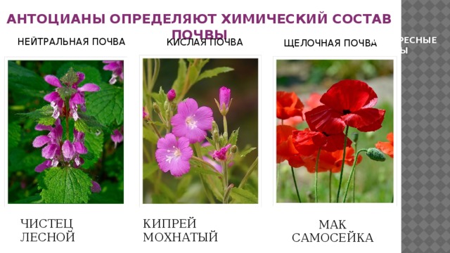 АНТОЦИАНЫ ОПРЕДЕЛЯЮТ ХИМИЧЕСКИЙ СОСТАВ ПОЧВЫ ИНТЕРЕСНЫЕ ФАКТЫ НЕЙТРАЛЬНАЯ ПОЧВА КИСЛАЯ ПОЧВА ЩЕЛОЧНАЯ ПОЧВА КИПРЕЙ МОХНАТЫЙ ЧИСТЕЦ ЛЕСНОЙ МАК САМОСЕЙКА 