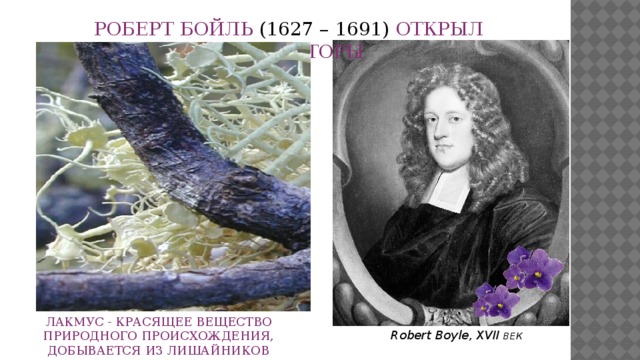 РОБЕРТ БОЙЛЬ (1627 – 1691) ОТКРЫЛ ИНДИКАТОРЫ ЛАКМУС - КРАСЯЩЕЕ ВЕЩЕСТВО ПРИРОДНОГО ПРОИСХОЖДЕНИЯ, ДОБЫВАЕТСЯ ИЗ ЛИШАЙНИКОВ Robert Boyle, ХVII ВЕК 