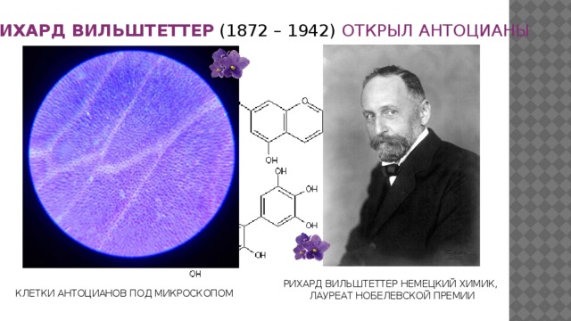 РИХАРД ВИЛЬШТЕТТЕР (1872 – 1942) ОТКРЫЛ АНТОЦИАНЫ РИХАРД ВИЛЬШТЕТТЕР НЕМЕЦКИЙ ХИМИК, ЛАУРЕАТ НОБЕЛЕВСКОЙ ПРЕМИИ КЛЕТКИ АНТОЦИАНОВ ПОД МИКРОСКОПОМ 