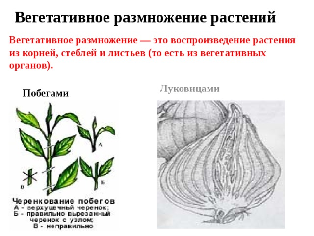 Органы вегетативного размножения растений