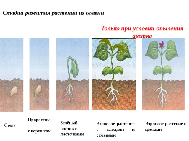 Развитие растений рисунок