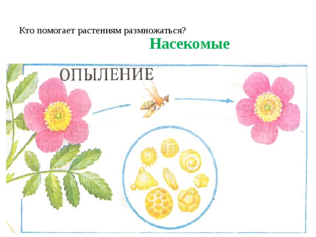 Животные помогают растениям размножаться 3 класс рассказ