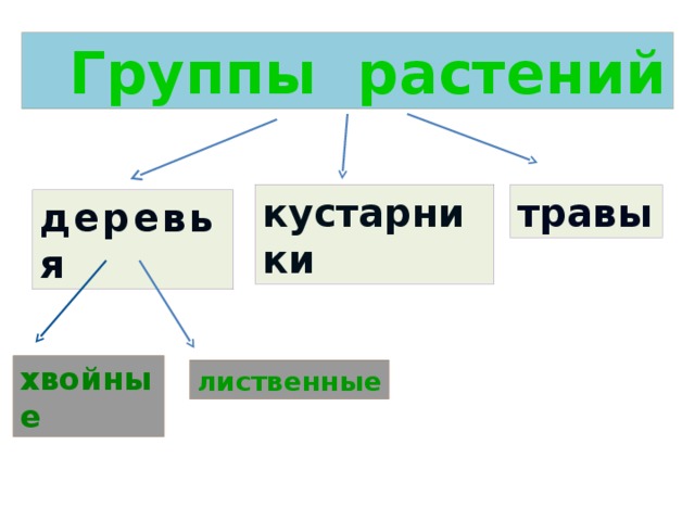 Основные группы растений