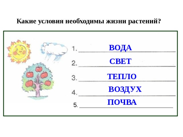 Конспект урока какой какая какие какое. Условия жизни растений схема. Условия необходимые для жизни растений. Условия необходимые для роста растений. Что необходимо растению для жизни.