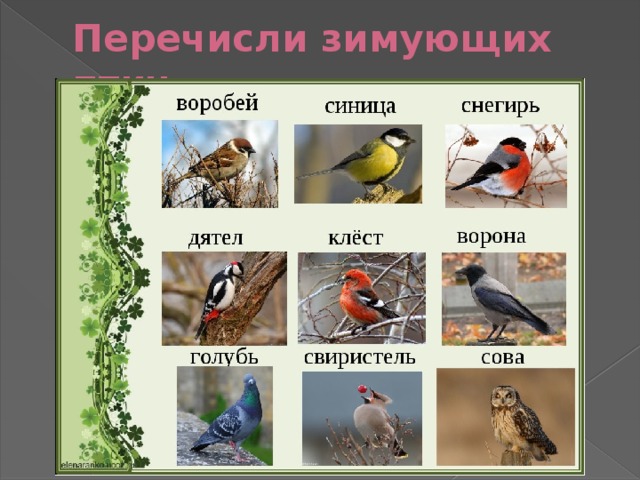 Перечисли зимующих птиц 