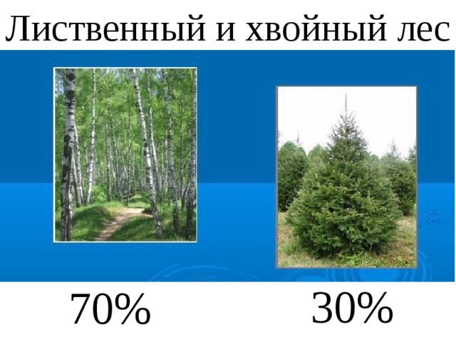 Процент леса. Соотношение хвойных и лиственных лесов. Сходства лиственных и хвойных лесов. Соотношение хвойных и лиственных лесов на планете?. Лиственные и хвойные деревья.