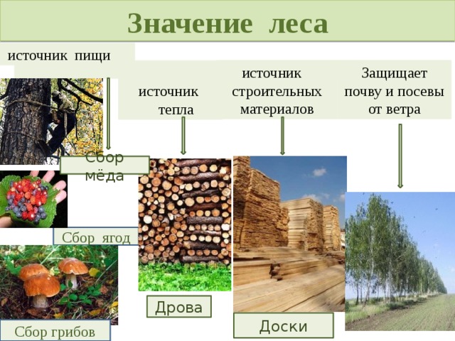 Значение леса в природе и жизни человека схема