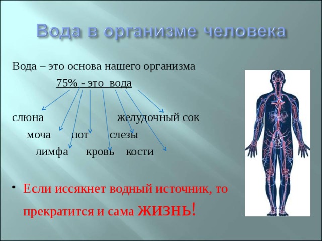 Вода – это основа нашего организма  75% - это вода слюна желудочный сок  моча пот слезы  лимфа кровь кости Если иссякнет водный источник, то прекратится и сама жизнь!  