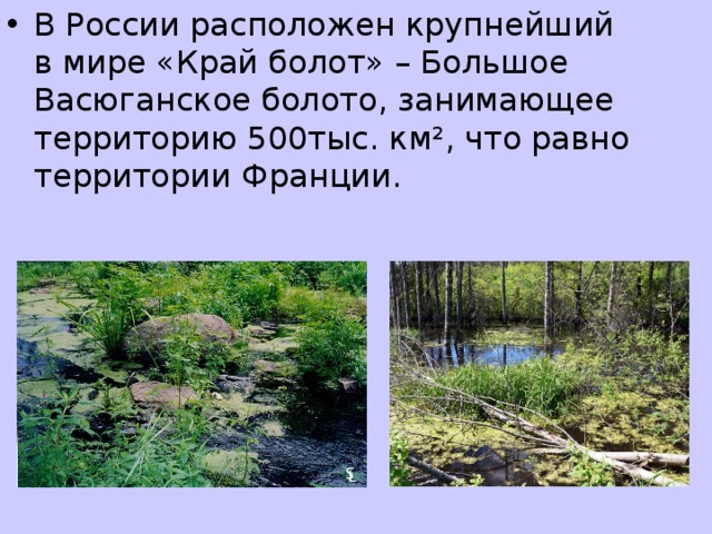 Более 10 территории россии занимают болота можно. Брат болотного края о чём.