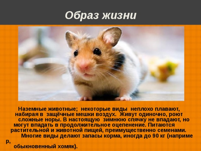 Проект мои домашние питомцы 1 класс окружающий мир про хомяка