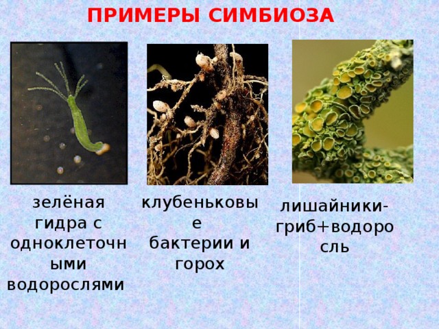 Симбиотических отношений между организмами. Симбиотические организмы примеры. Симбиоз примеры. Примеры симбиоза в биологии. Примеры симбиоза в природе.