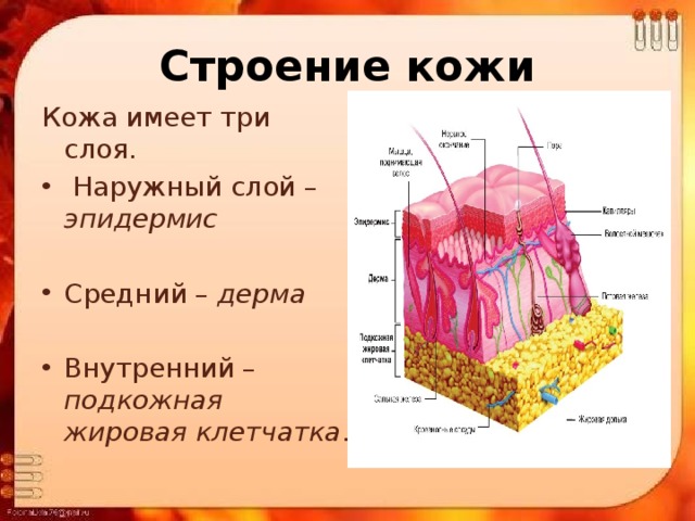 Строение кожи Кожа имеет три слоя.  Наружный слой – эпидермис Средний – дерма Внутренний – подкожная жировая клетчатка . 