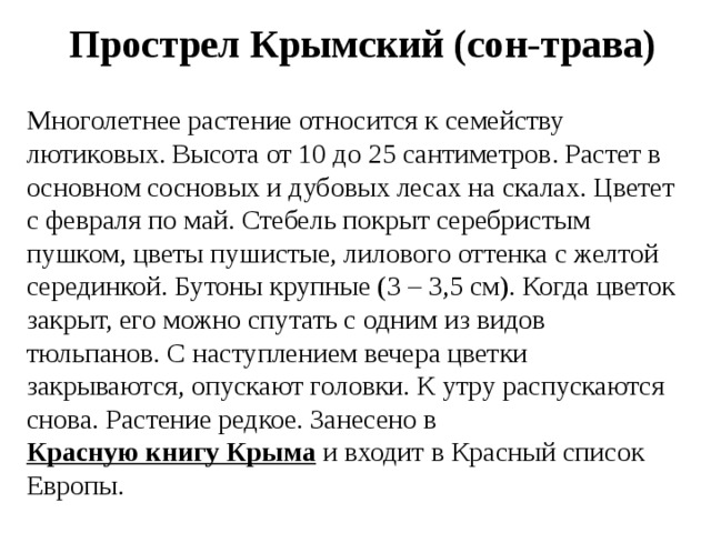 Прострел Крымский (сон-трава) Многолетнее растение относится к семейству лютиковых. Высота от 10 до 25 сантиметров. Растет в основном сосновых и дубовых лесах на скалах. Цветет с февраля по май. Стебель покрыт серебристым пушком, цветы пушистые, лилового оттенка с желтой серединкой. Бутоны крупные (3 – 3,5 см). Когда цветок закрыт, его можно спутать с одним из видов тюльпанов. С наступлением вечера цветки закрываются, опускают головки. К утру распускаются снова. Растение редкое. Занесено в  Красную книгу Крыма  и входит в Красный список Европы. 