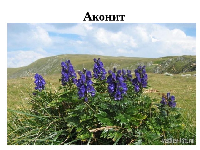Аконит 