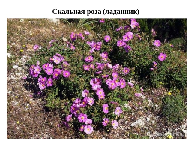 Скальная роза (ладанник)   