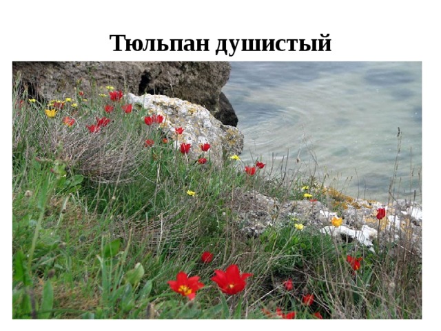 Тюльпан душистый 