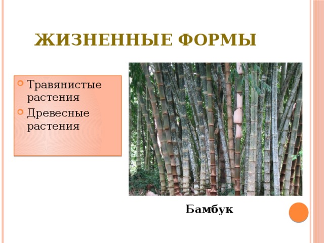 Жизненные формы Травянистые растения Древесные растения Бамбук 