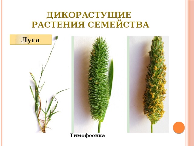 Дикорастущие  растения семейства Луга Тимофеевка 