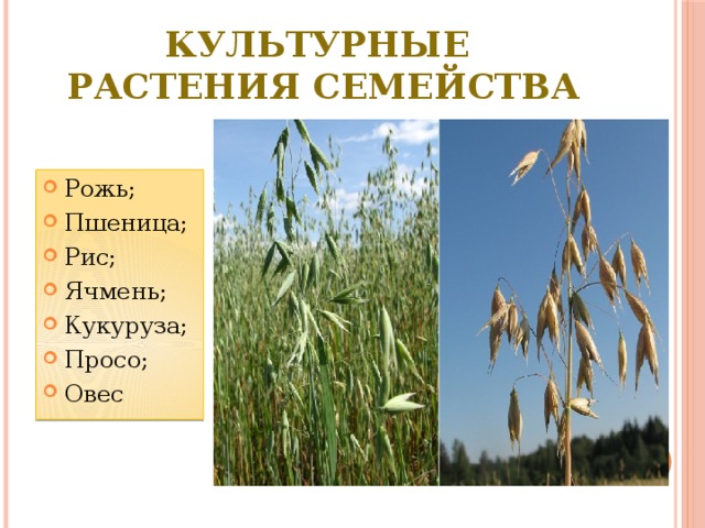 Культурные  растения семейства Рожь; Пшеница; Рис; Ячмень; Кукуруза; Просо; Овес 
