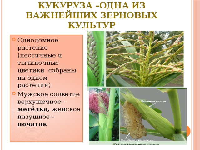 Кукуруза –одна из важнейших зерновых культур Однодомное растение (пестичные и тычиночные цветики собраны на одном растении) Мужское соцветие верхушечное – метёлка, женское пазушное - початок 
