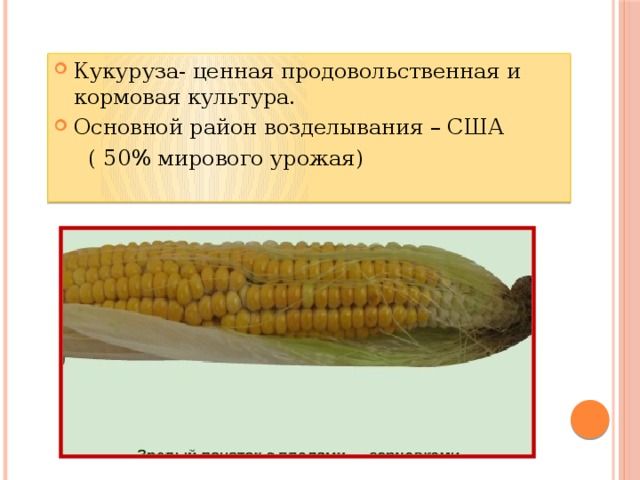Кукуруза- ценная продовольственная и кормовая культура. Основной район возделывания – США  ( 50% мирового урожая) 
