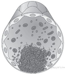 На рисунке изображен фрагмент кровеносного капилляра какой процесс протекает в кровеносном сосуде