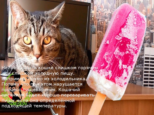 Нельзя давать кошке слишком горячую или слишком холодную пищу, например , прям о из холодильника. Потому что при этом нарушается процесс пищеварения. Кошачий организм будет хорошо переваривать пищу , если она определённой подходящей температуры.   