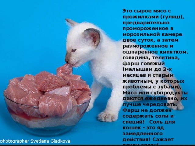 МЯСНЫЕ ПРОДУКТЫ    Это сырое мясо с прожилками (гуляш), предварительно промороженное в морозильной камере двое суток, а затем размороженное и ошпаренное кипятком. говядина, телятина, фарш говяжий (малышам до 2-х месяцев и старым животным, у которых проблемы с зубами), Мясо или субпродукты даются ежедневно, их лучше чередовать. Фарш не должен содержать соли и специй!  Соль для кошек - это яд замедленного действия! Сажает почки сразу! 