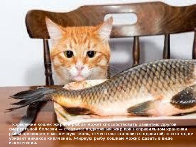  К ормление кошек жирной рыбой может способствовать развитию другой смертельной болезни — стеатита: подкожный жир при неправильном хранении рыбы проникает в мышечную ткань, отчего она становится ядовитой, и этот яд не убивает никакое кипячение. Жирную рыбу кошкам можно давать в виде исключения.   