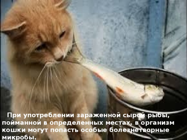  При употреблении зараженной сырой рыбы, пойманной в определенных местах, в организм кошки могут попасть особые болезнетворные микробы. 