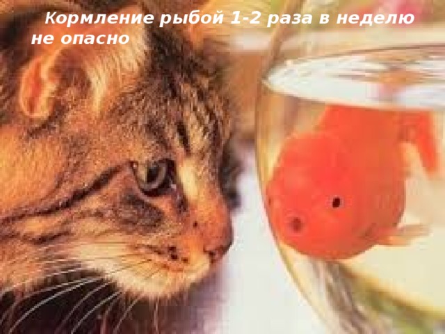  К ормление рыбой 1-2 раза в неделю не опасно 