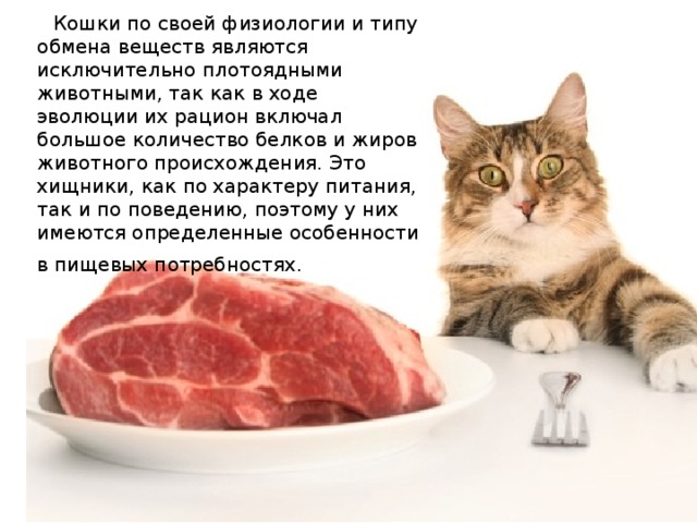  Кошки по своей физиологии и типу обмена веществ являются исключительно плотоядными животными, так как в ходе эволюции их рацион включал большое количество белков и жиров животного происхождения. Это хищники, как по характеру питания, так и по поведению, поэтому у них имеются определенные особенности в пищевых потребностях .  