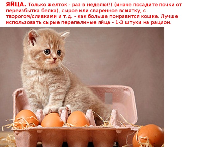 ЯЙЦА.  Только желток - раз в неделю(!) (иначе посадите почки от переизбытка белка), сырое или сваренное всмятку, с творогом/сливками и т.д. - как больше понравится кошке. Лучше использовать сырые перепелиные яйца - 1-3 штуки на рацион. 