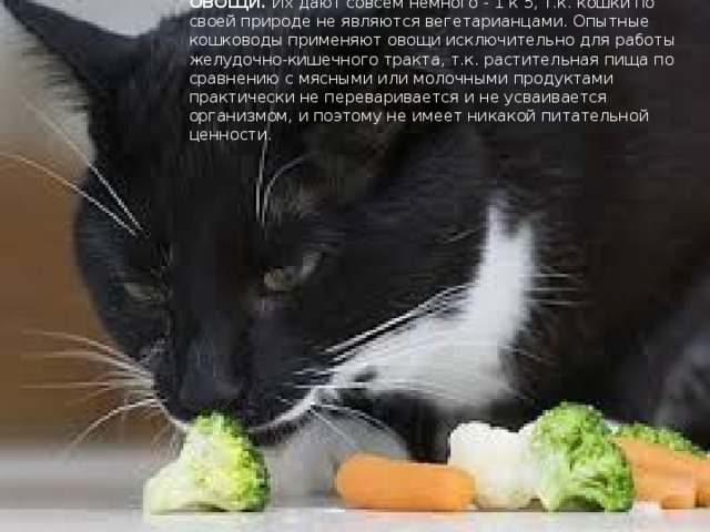 ОВОЩИ. Их дают совсем немного - 1 к 5, т.к. кошки по своей природе не являются вегетарианцами. Опытные кошководы применяют овощи исключительно для работы желудочно-кишечного тракта, т.к. растительная пища по сравнению с мясными или молочными продуктами практически не переваривается и не усваивается организмом, и поэтому не имеет никакой питательной ценности. 