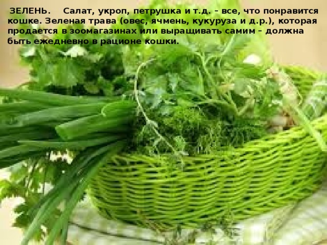  ЗЕЛЕНЬ.  Салат, укроп, петрушка и т.д. – все, что понравится кошке. Зеленая трава (овес, ячмень, кукуруза и д.р.), которая продается в зоомагазинах или выращивать самим – должна быть ежедневно в рационе кошки. 