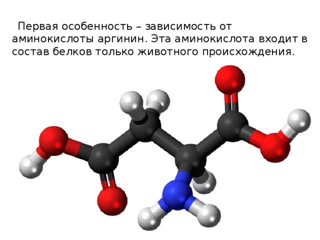    Первая особенность – зависимость от аминокислоты аргинин. Эта аминокислота входит в состав белков только животного происхождения.   