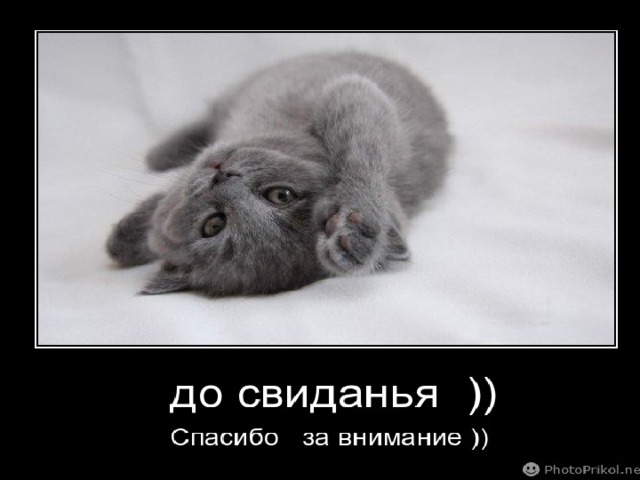 Спасибо за внимание котик для презентации