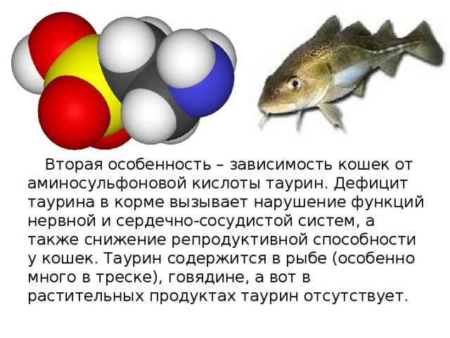  Вторая особенность – зависимость кошек от аминосульфоновой кислоты таурин. Дефицит таурина в корме вызывает нарушение функций нервной и сердечно-сосудистой систем, а также снижение репродуктивной способности у кошек. Таурин содержится в рыбе (особенно много в треске), говядине, а вот в растительных продуктах таурин отсутствует. 