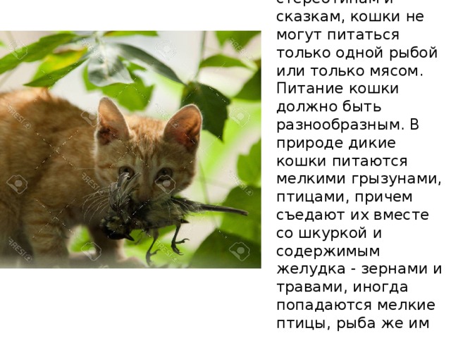  Вопреки расхожим стереотипам и сказкам, кошки не могут питаться только одной рыбой или только мясом. Питание кошки должно быть разнообразным. В природе дикие кошки питаются мелкими грызунами, птицами, причем съедают их вместе со шкуркой и содержимым желудка - зернами и травами, иногда попадаются мелкие птицы, рыба же им практически не достается.  