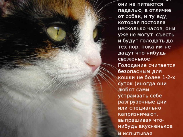  Кошки предпочитают есть только свежую еду, они не питаются падалью, в отличие от собак, и ту еду, которая постояла несколько часов, они уже не могут съесть и будут голодать до тех пор, пока им не дадут что-нибудь свеженькое. Голодание считается безопасным для кошки не более 1-2-х суток (иногда они любят сами устраивать себе разгрузочные дни или специально капризничают, выпрашивая что-нибудь вкусненькое и испытывая  терпение хозяев, пока те не сдадутся).  