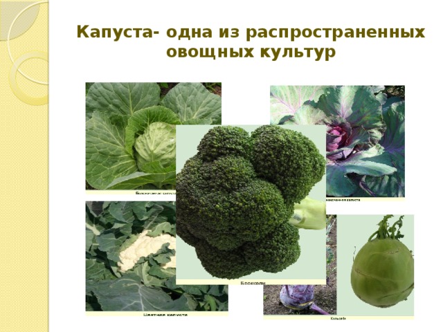 Капуста- одна из распространенных овощных культур 