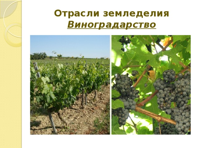 Отрасли земледелия  Виноградарство 