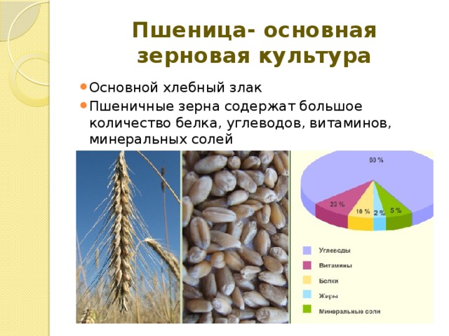 Пшеница- основная зерновая культура Основной хлебный злак Пшеничные зерна содержат большое количество белка, углеводов, витаминов, минеральных солей 