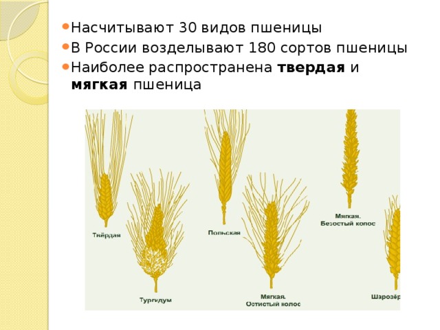 Насчитывают 30 видов пшеницы В России возделывают 180 сортов пшеницы Наиболее распространена твердая и мягкая пшеница 